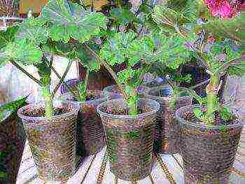 kung paano mapalago ang geranium mula sa pinagputulan sa bahay