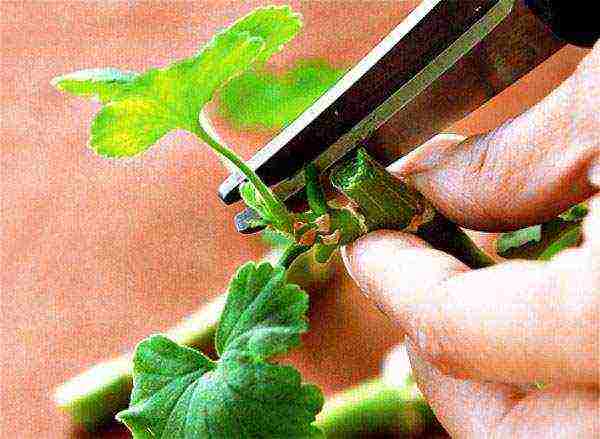 how to grow geranium from cuttings at home