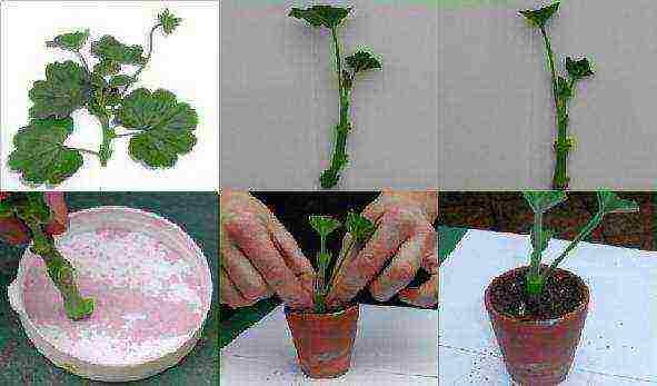 how to grow geranium from cuttings at home