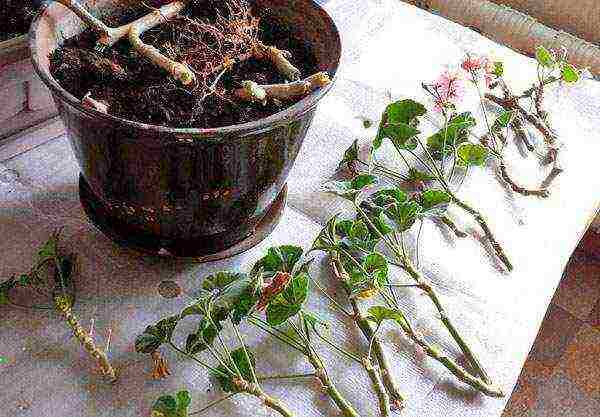 kung paano mapalago ang geranium mula sa pinagputulan sa bahay