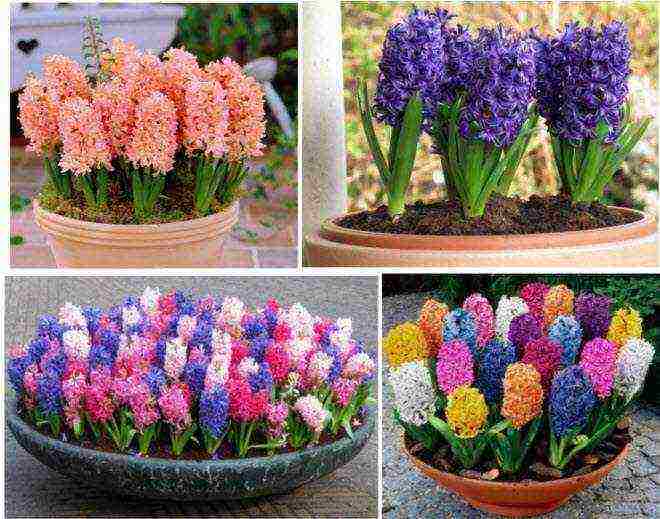 kung paano palaguin ang mga hyacinth sa bahay