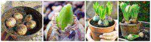 how to grow hyacinths at home