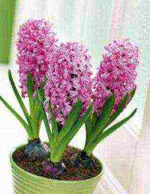 how to grow hyacinths at home