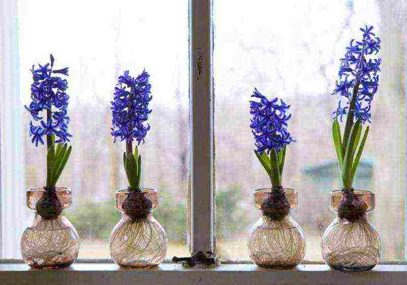 kung paano palaguin ang mga hyacinth sa bahay sa bintana