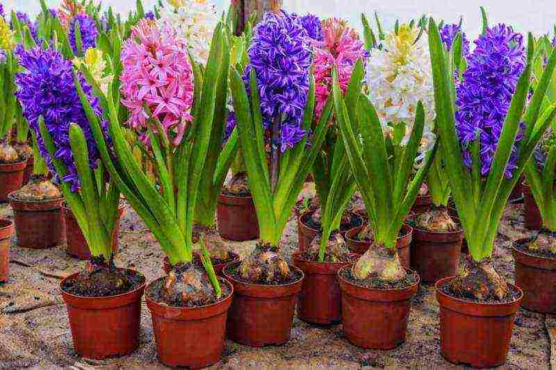 how to grow hyacinths at home on the window