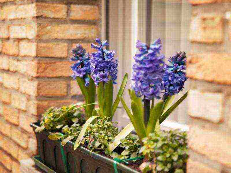 kung paano palaguin ang mga hyacinth sa bahay sa bintana