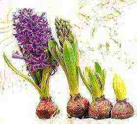 how to grow hyacinths at home on the window