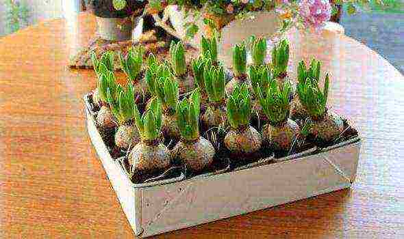 how to grow hyacinths at home on the window