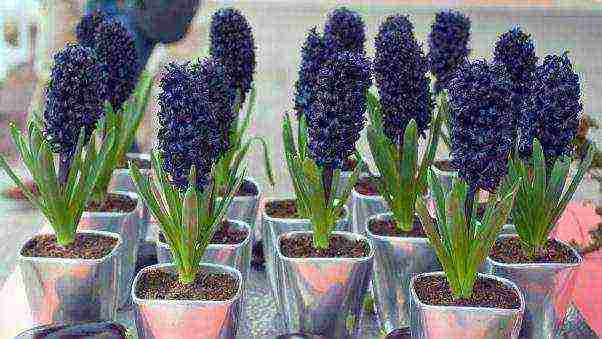 kung paano palaguin ang mga hyacinth sa bahay sa bintana