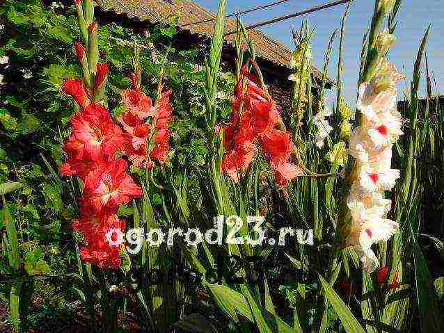 how to grow gladioli so that they are even