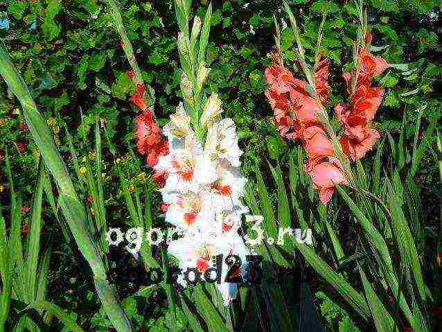 how to grow gladioli so that they are even