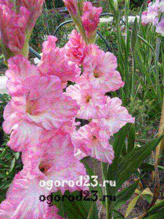 how to grow gladioli so that they are even