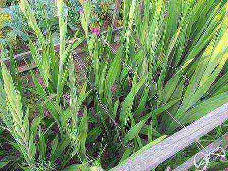 kung paano palaguin ang gladioli upang ang mga ito ay pantay