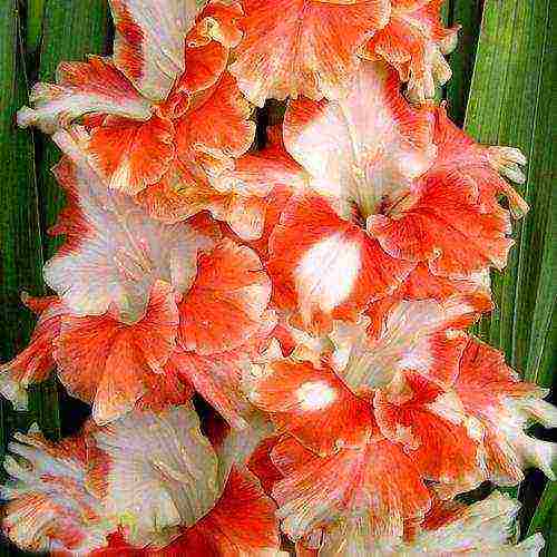 how to grow gladioli so that they are even