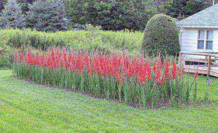 how to grow gladioli so that they are even