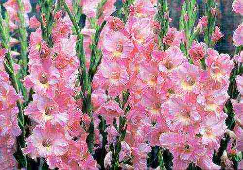 how to grow gladioli from kids at home