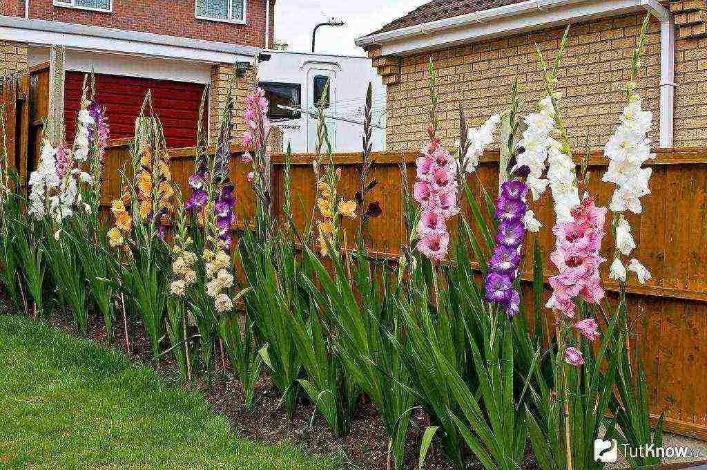 kung paano palaguin ang gladioli mula sa mga bata sa bahay