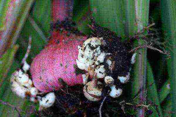 kung paano palaguin ang gladioli mula sa mga bata sa bahay