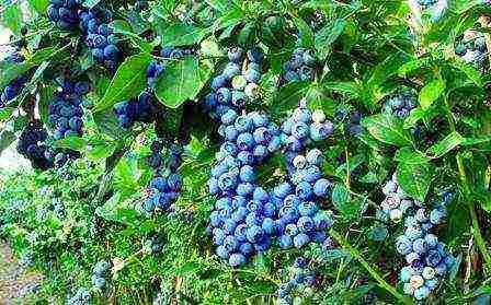 how to grow blueberries on an industrial scale