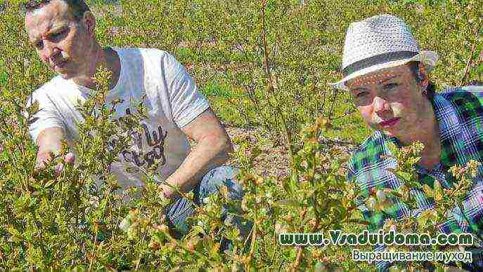 how to grow blueberries on an industrial scale