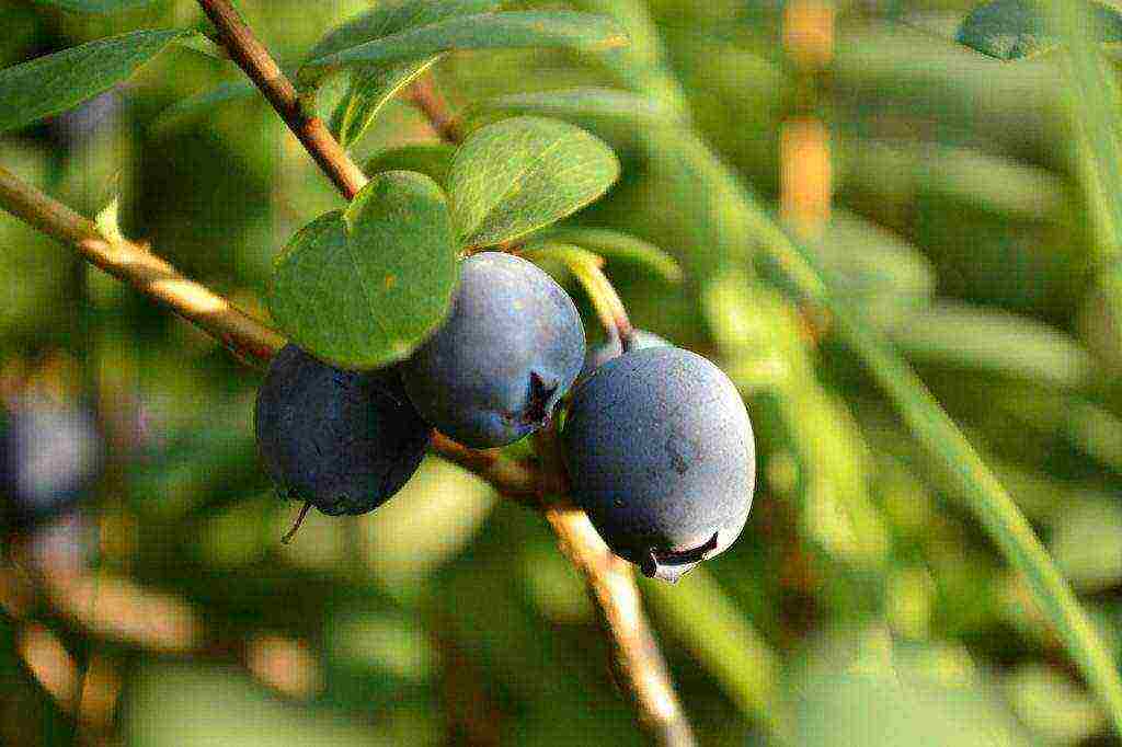 how to grow blueberries on an industrial scale