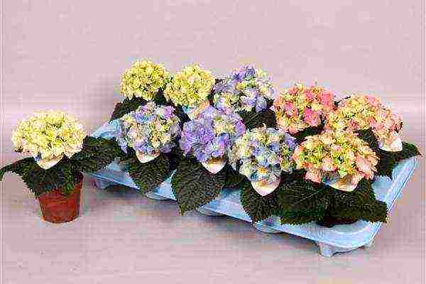 how to grow large-leaved hydrangea in pots