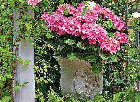 how to grow large-leaved hydrangea in pots