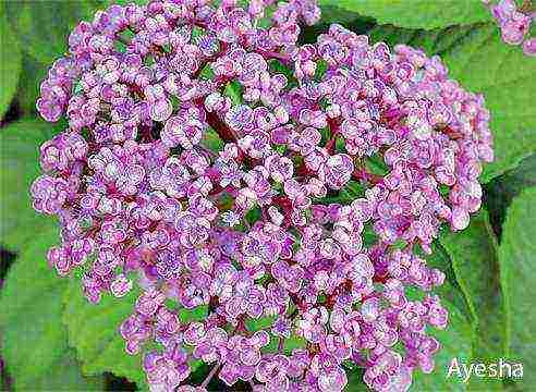 how to grow large-leaved hydrangea in pots