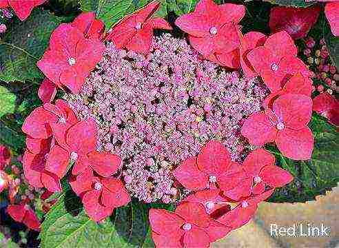 how to grow large-leaved hydrangea in pots