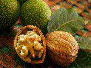 how to grow walnuts at home