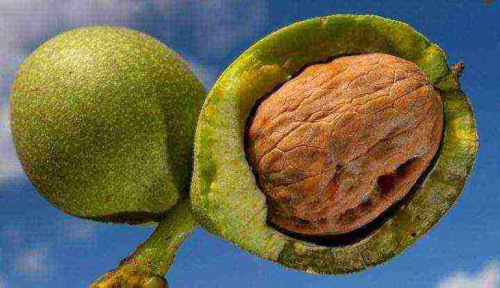 how to grow walnuts at home