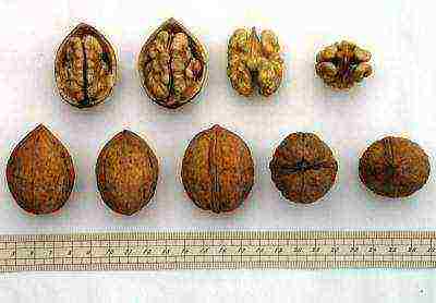 how to grow walnuts at home