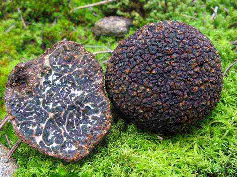 how to grow mushroom truffles at home