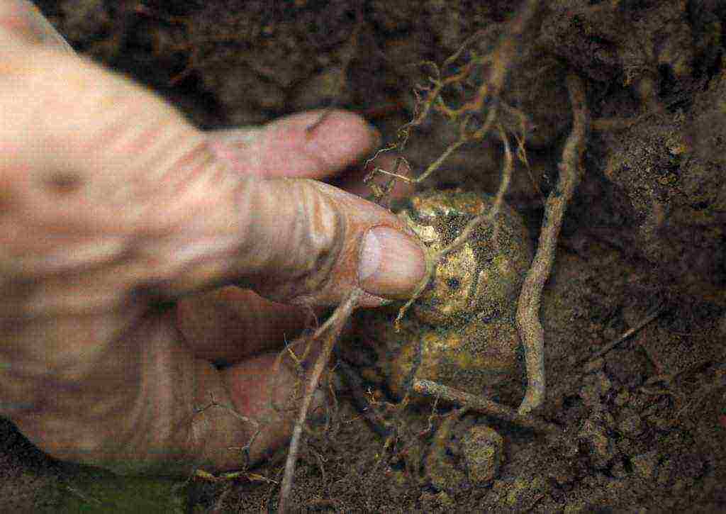 how to grow truffle mushrooms at home