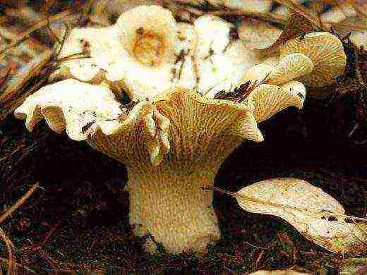 how to grow mushrooms at home chanterelles