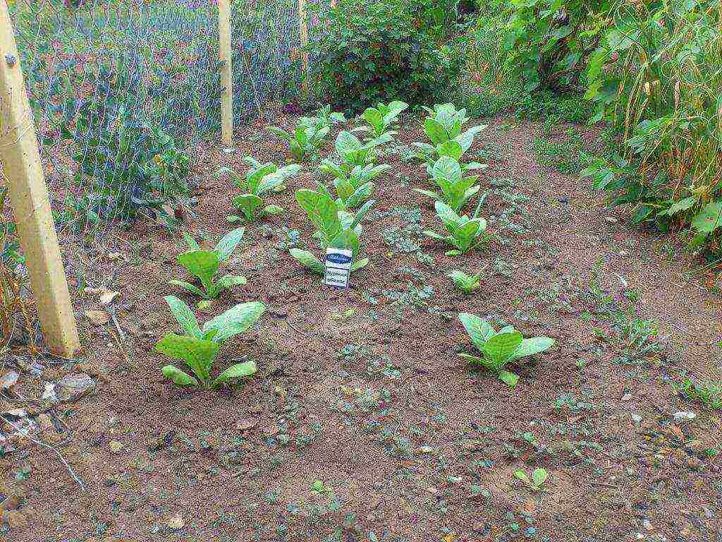 how to grow and harvest tobacco at home