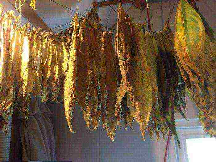 how to grow and harvest tobacco at home