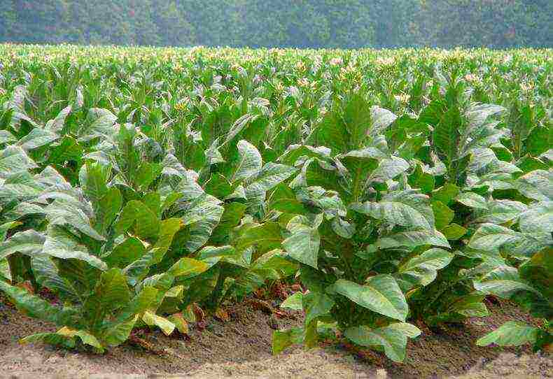 how to grow and harvest tobacco at home