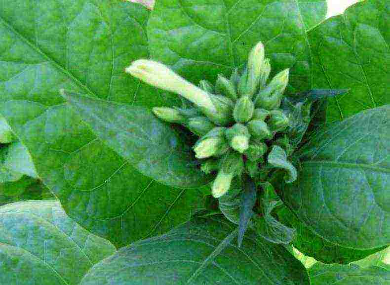 how to grow and harvest tobacco at home