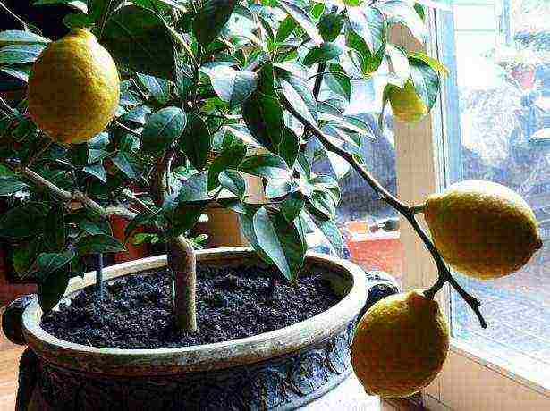 how to grow and care for lemon at home