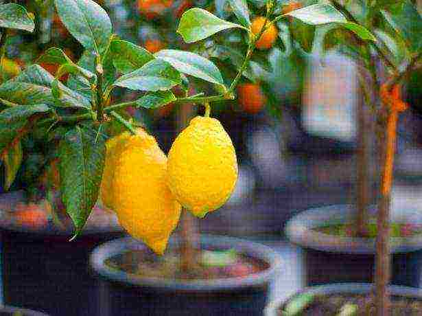 how to grow and care for lemon at home