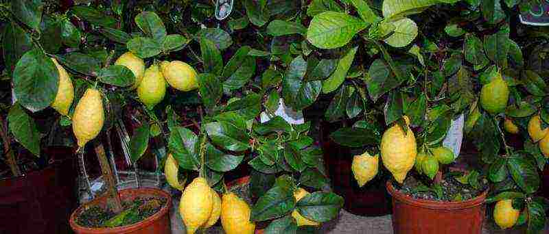 how to grow and care for lemon at home