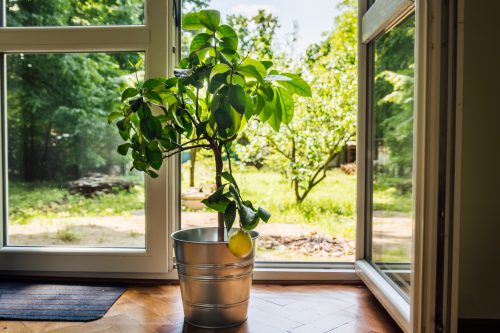 how to grow and care for lemon at home