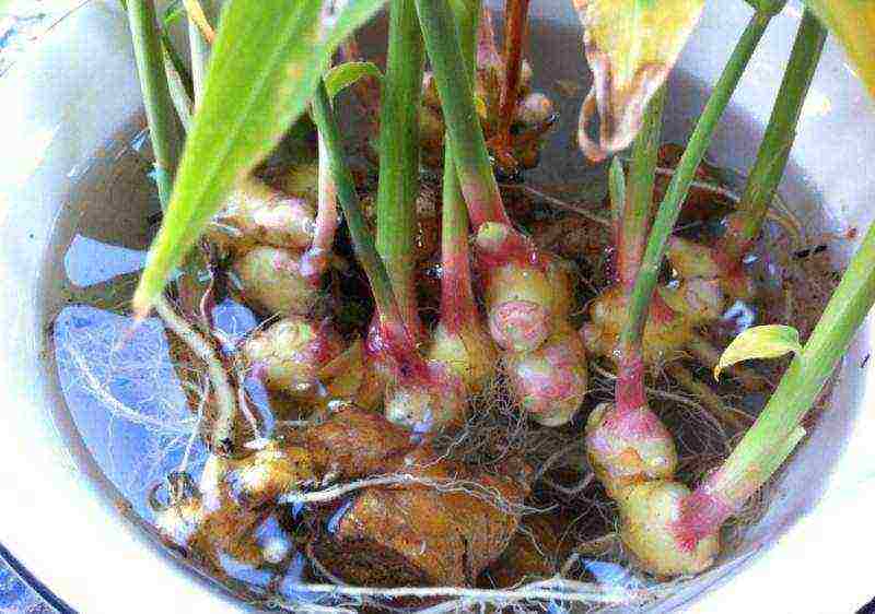 how to grow ginger at home