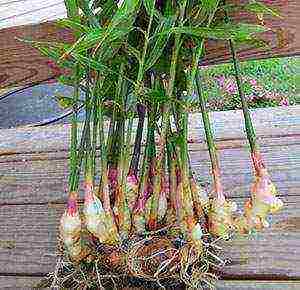 how to grow ginger at home