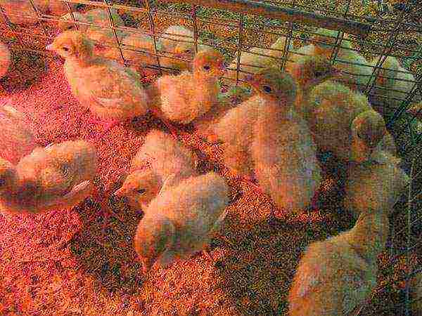 how to grow big 6 turkey poults at home