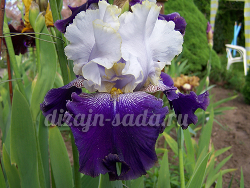 how to grow iris from seeds at home