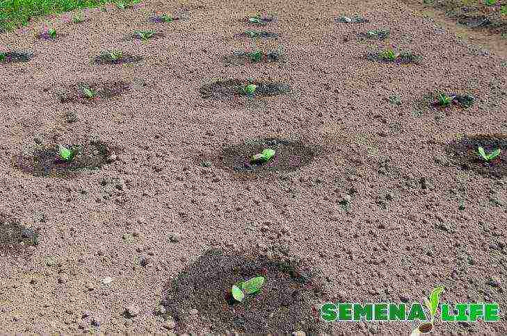 kung paano palaguin ang zucchini sa bukas na patlang mula sa mga binhi