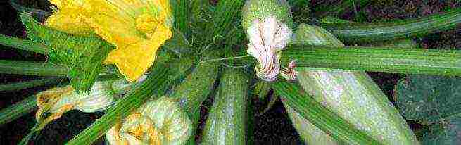 how to grow zucchini in the open field from seeds