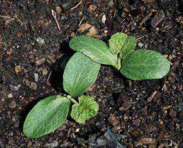 how to grow zucchini outdoors from seeds